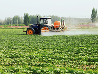 A farmer is driving a tractor to spray pesticides in a cotton field in Aksu prefecture, Xinjiang province, China, on May 23, 2024. (