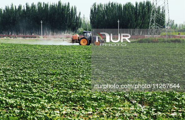 A farmer is driving a tractor to spray pesticides in a cotton field in Aksu prefecture, Xinjiang province, China, on May 23, 2024. 