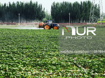 A farmer is driving a tractor to spray pesticides in a cotton field in Aksu prefecture, Xinjiang province, China, on May 23, 2024. (