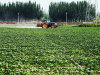 A farmer is driving a tractor to spray pesticides in a cotton field in Aksu prefecture, Xinjiang province, China, on May 23, 2024. (