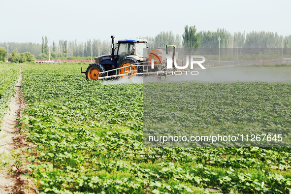 A farmer is driving a tractor to spray pesticides in a cotton field in Aksu prefecture, Xinjiang province, China, on May 23, 2024. 