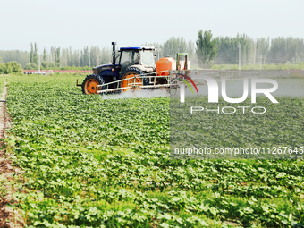 A farmer is driving a tractor to spray pesticides in a cotton field in Aksu prefecture, Xinjiang province, China, on May 23, 2024. (