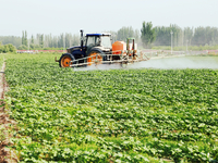 A farmer is driving a tractor to spray pesticides in a cotton field in Aksu prefecture, Xinjiang province, China, on May 23, 2024. (