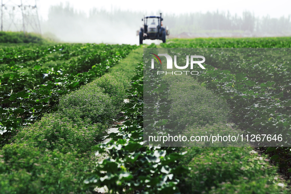 A farmer is driving a tractor to spray pesticides in a cotton field in Aksu prefecture, Xinjiang province, China, on May 23, 2024. 