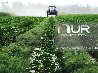 A farmer is driving a tractor to spray pesticides in a cotton field in Aksu prefecture, Xinjiang province, China, on May 23, 2024. (