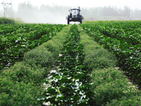 A farmer is driving a tractor to spray pesticides in a cotton field in Aksu prefecture, Xinjiang province, China, on May 23, 2024. (