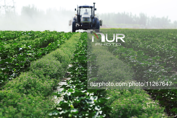 A farmer is driving a tractor to spray pesticides in a cotton field in Aksu prefecture, Xinjiang province, China, on May 23, 2024. 