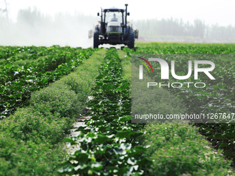 A farmer is driving a tractor to spray pesticides in a cotton field in Aksu prefecture, Xinjiang province, China, on May 23, 2024. (