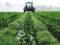 A farmer is driving a tractor to spray pesticides in a cotton field in Aksu prefecture, Xinjiang province, China, on May 23, 2024. (