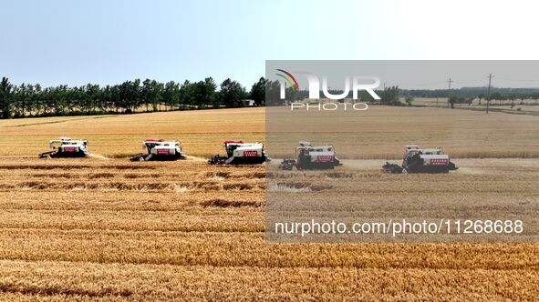 Harvesters are harvesting wheat in a field in Suqian, Jiangsu province, China, on May 24, 2024. 