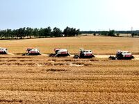 Harvesters are harvesting wheat in a field in Suqian, Jiangsu province, China, on May 24, 2024. (