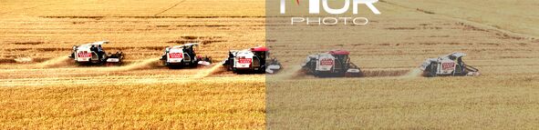 Harvesters are harvesting wheat in a field in Suqian, Jiangsu province, China, on May 24, 2024. 