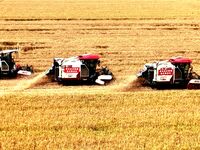 Harvesters are harvesting wheat in a field in Suqian, Jiangsu province, China, on May 24, 2024. (