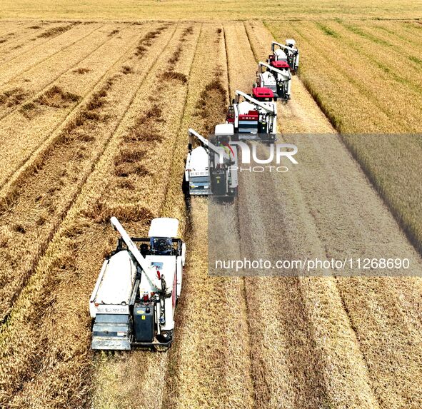 Harvesters are harvesting wheat in a field in Suqian, Jiangsu province, China, on May 24, 2024. 