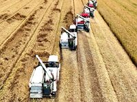 Harvesters are harvesting wheat in a field in Suqian, Jiangsu province, China, on May 24, 2024. (