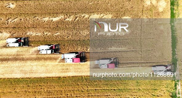 Harvesters are harvesting wheat in a field in Suqian, Jiangsu province, China, on May 24, 2024. 