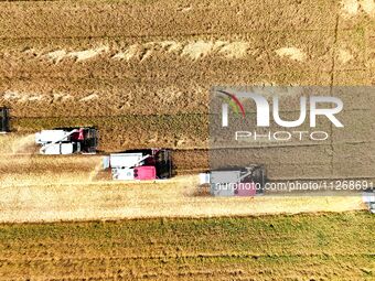 Harvesters are harvesting wheat in a field in Suqian, Jiangsu province, China, on May 24, 2024. (