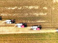 Harvesters are harvesting wheat in a field in Suqian, Jiangsu province, China, on May 24, 2024. (