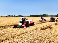 Harvesters are harvesting wheat in a field in Suqian, Jiangsu province, China, on May 24, 2024. (