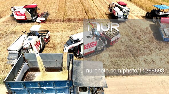 Harvesters are harvesting wheat in a field in Suqian, Jiangsu province, China, on May 24, 2024. 