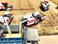 Harvesters are harvesting wheat in a field in Suqian, Jiangsu province, China, on May 24, 2024. (