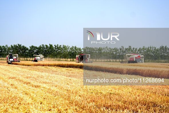 Harvesters are harvesting wheat in a field in Suqian, Jiangsu province, China, on May 24, 2024. 