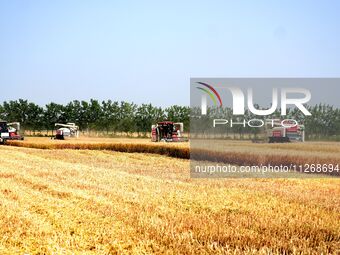 Harvesters are harvesting wheat in a field in Suqian, Jiangsu province, China, on May 24, 2024. (