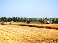 Harvesters are harvesting wheat in a field in Suqian, Jiangsu province, China, on May 24, 2024. (