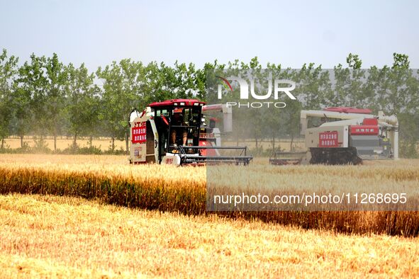 Harvesters are harvesting wheat in a field in Suqian, Jiangsu province, China, on May 24, 2024. 