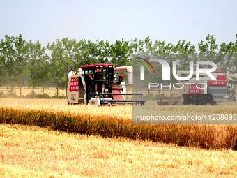 Harvesters are harvesting wheat in a field in Suqian, Jiangsu province, China, on May 24, 2024. (