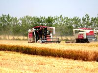 Harvesters are harvesting wheat in a field in Suqian, Jiangsu province, China, on May 24, 2024. (