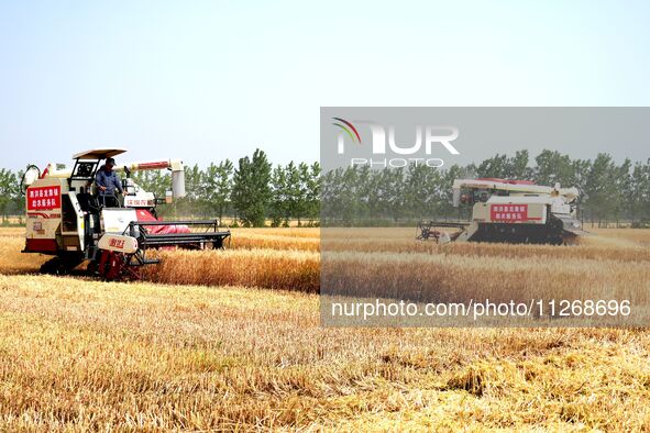 Harvesters are harvesting wheat in a field in Suqian, Jiangsu province, China, on May 24, 2024. 