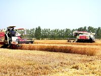 Harvesters are harvesting wheat in a field in Suqian, Jiangsu province, China, on May 24, 2024. (