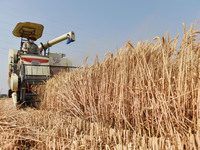 A farmer is driving a harvester to harvest wheat in a wheat field in Fuyang, China, on May 25, 2024. (
