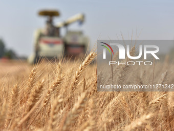 A farmer is driving a harvester to harvest wheat in a wheat field in Fuyang, China, on May 25, 2024. (