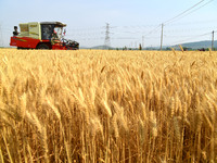 A farmer is driving a harvester to harvest wheat in Zaozhuang, China, on May 25, 2024. (