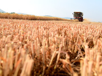A farmer is driving a harvester to harvest wheat in Zaozhuang, China, on May 25, 2024. (