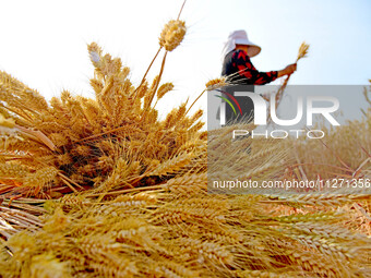 Farmers are harvesting mountain wheat in Zaozhuang city, Shandong province, China, on May 25, 2024. (