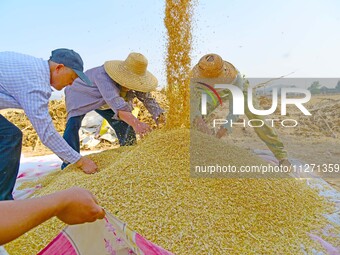 Farmers are harvesting wheat in Zaozhuang, China, on May 25, 2024. (
