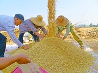 Farmers are harvesting wheat in Zaozhuang, China, on May 25, 2024. (