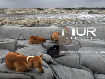 Dogs are sleeping on Kuakata Sea Beach in the southern part of Bangladesh as Cyclone Remal is approaching on May 26, 2024. The Met Office is...