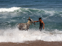 A Palestinian boy is bathing a donkey in the sea, in Deir el-Balah, central Gaza Strip, on May 26, 2024, amid the ongoing conflict between I...