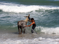 A Palestinian boy is bathing a donkey in the sea, in Deir el-Balah, central Gaza Strip, on May 26, 2024, amid the ongoing conflict between I...