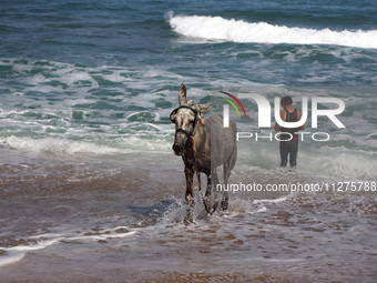 A Palestinian boy is bathing a donkey in the sea, in Deir el-Balah, central Gaza Strip, on May 26, 2024, amid the ongoing conflict between I...