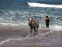 A Palestinian boy is bathing a donkey in the sea, in Deir el-Balah, central Gaza Strip, on May 26, 2024, amid the ongoing conflict between I...