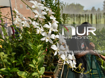 A farmer is watering hundreds of dendrodium white orchids at the home orchid cultivation in Ampeldento Village, Malang, East Java, Indonesia...