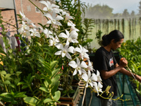 A farmer is watering hundreds of dendrodium white orchids at the home orchid cultivation in Ampeldento Village, Malang, East Java, Indonesia...