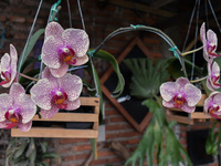 Leopard dendrodium orchids are being cultivated at a home orchid cultivation in Ampeldento Village, Malang, East Java, Indonesia, on May 26,...