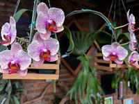 Leopard dendrodium orchids are being cultivated at a home orchid cultivation in Ampeldento Village, Malang, East Java, Indonesia, on May 26,...