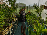 A farmer is watering hundreds of dendrodium red orchids at the home orchid cultivation in Ampeldento Village, Malang, East Java, Indonesia,...